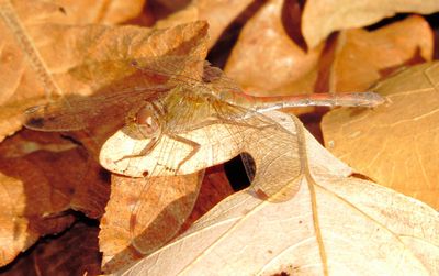 Autumn Meadowhawk