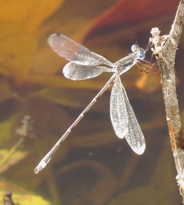 Southern Spreadwing