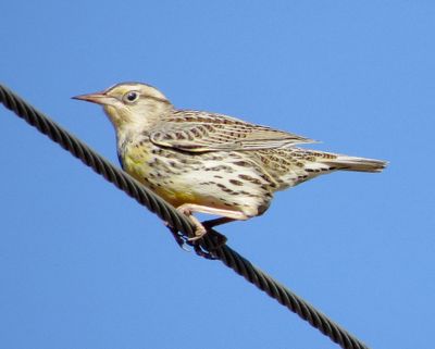Western Meadowlark