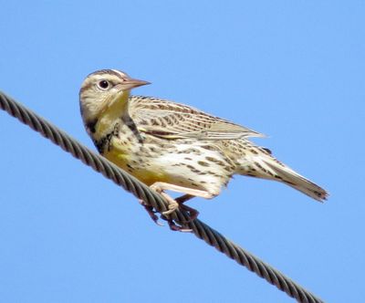 Western Meadowlark