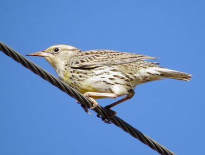 Western Meadowlark