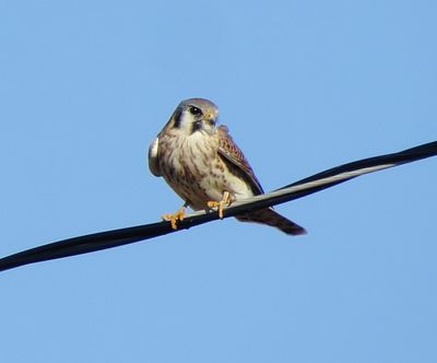 American Kestrel