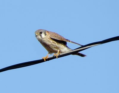 American Kestrel