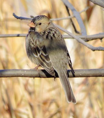 Harris's Sparrow