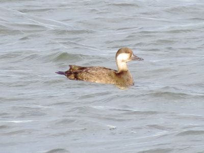 Black Scoter