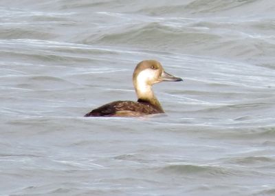 Black Scoter