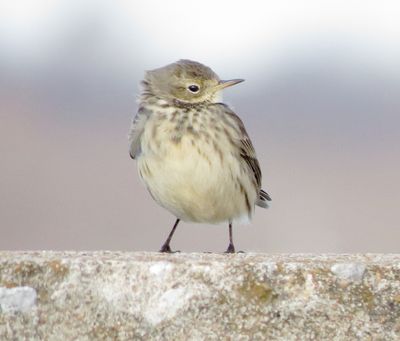 American Pipit