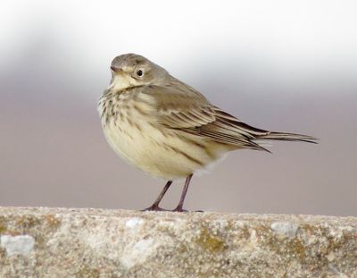 American Pipit
