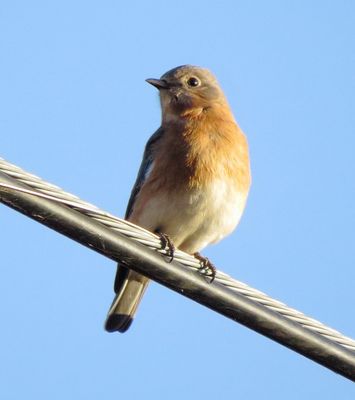 Eastern Bluebird