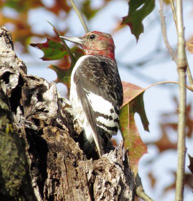 Red-Headed Woodpecker