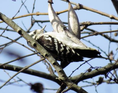 Downy Woodpecker