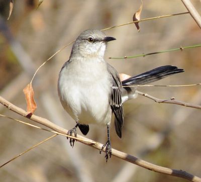 Northern Mockingbird