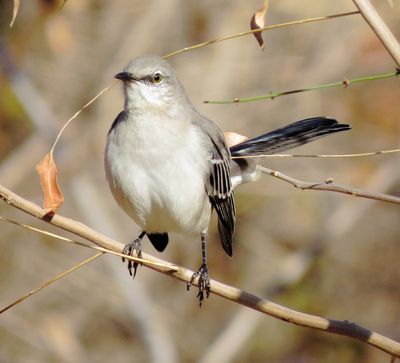 Northern Mockingbird