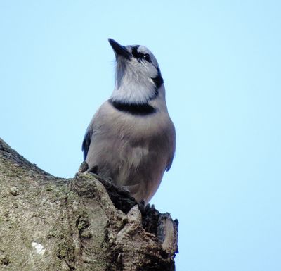 Blue Jay