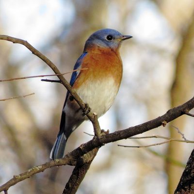 Eastern Bluebird