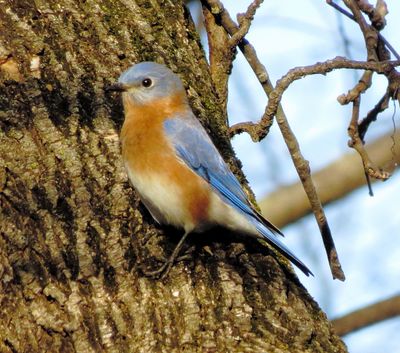 Eastern Bluebird