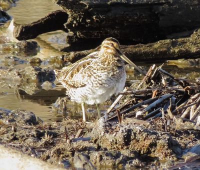 Wilson's Snipe