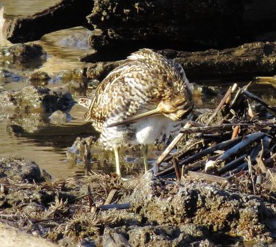 Wilson's Snipe