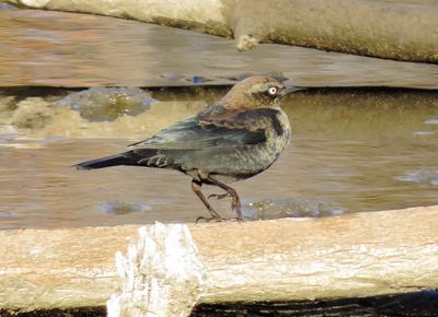 Rusty Blackbird