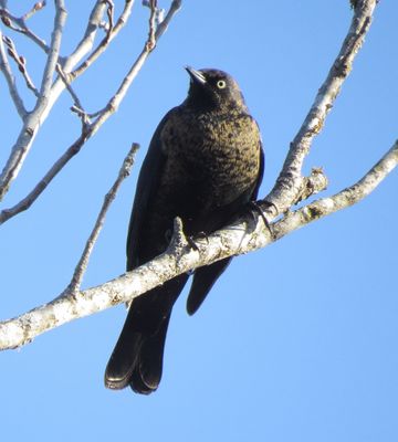 Rusty Blackbird