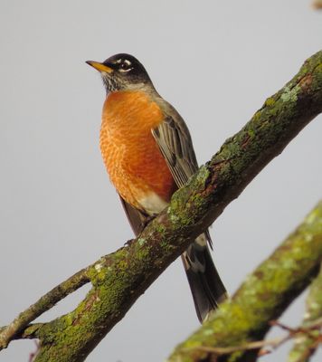 American Robin