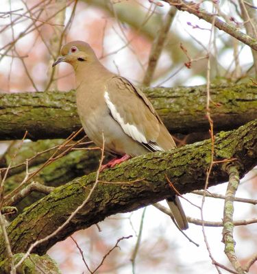 White-Winged Dove