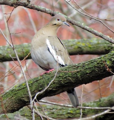 White-Winged Dove