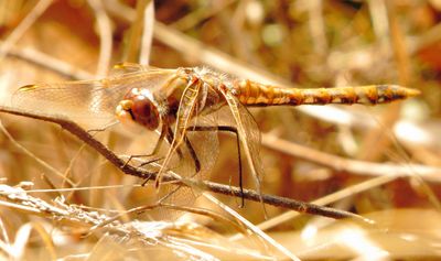 Variegated Meadowhawk