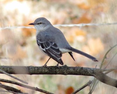 Northern Mockingbird