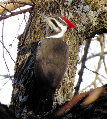 Pileated Woodpecker