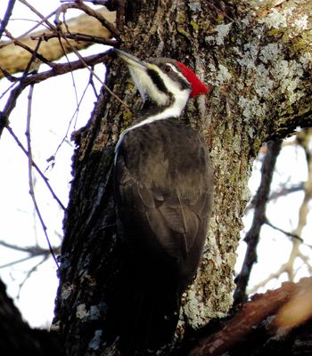 Pileated Woodpecker