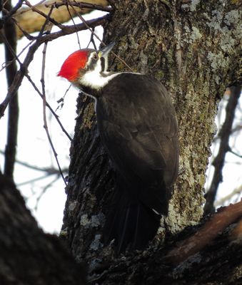 Pileated Woodpecker