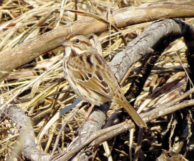 Song Sparrow