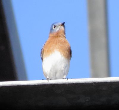 Eastern Bluebird