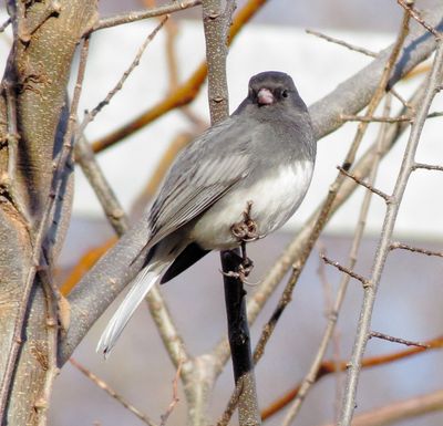 Dark-Eyed Junco
