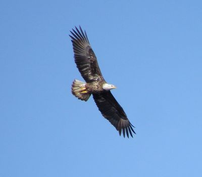 Bald Eagle