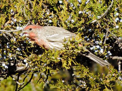 House Finch