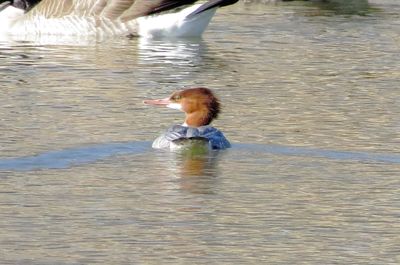 Common Merganser