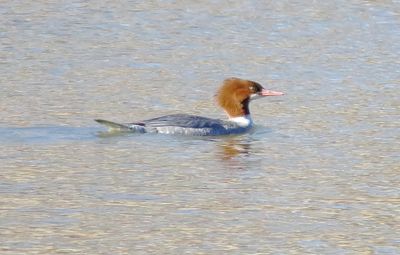 Common Merganser