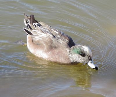 American Wigeon