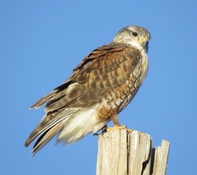 Ferruginous Hawk