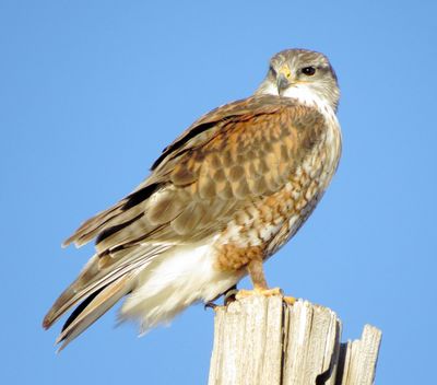 Ferruginous Hawk