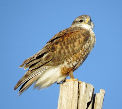 Ferruginous Hawk