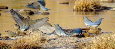 Mountain Bluebird