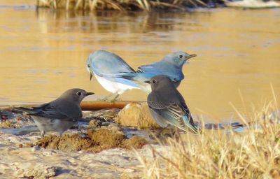 Mountain Bluebird