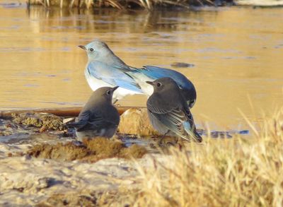 Mountain Bluebird