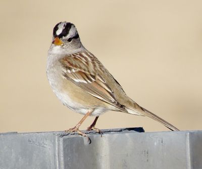 White-Crowned Sparrow