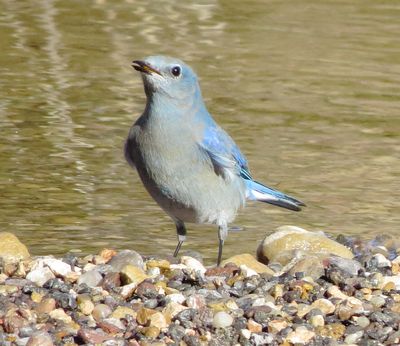 Mountain Bluebird