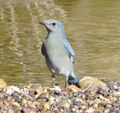 Mountain Bluebird
