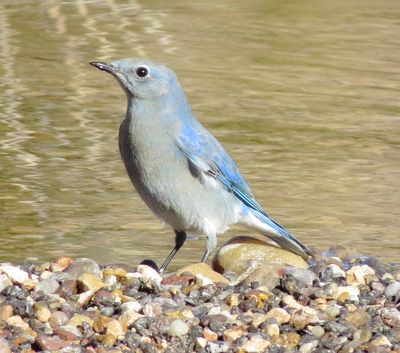 Mountain Bluebird